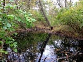 water at O'Malley Prairies