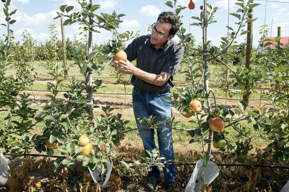 Apple picker