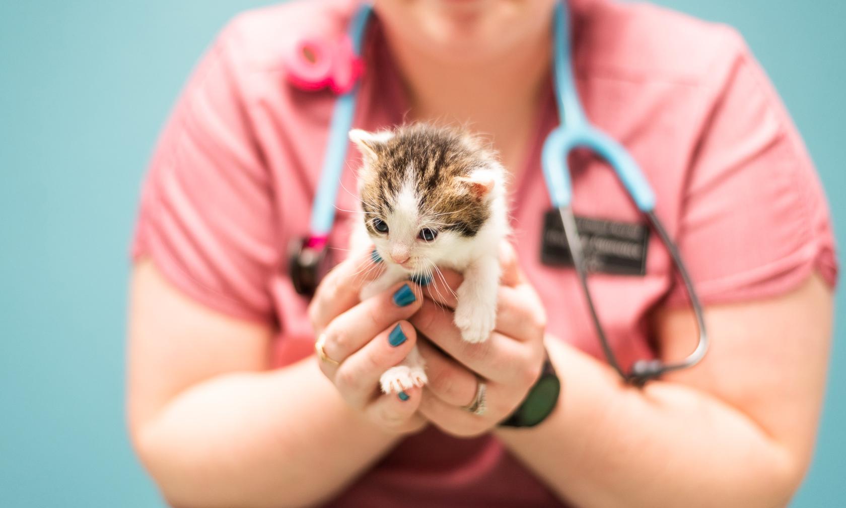 Veterinarian with cat