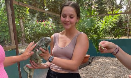 Belize iguana