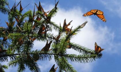 monarchs