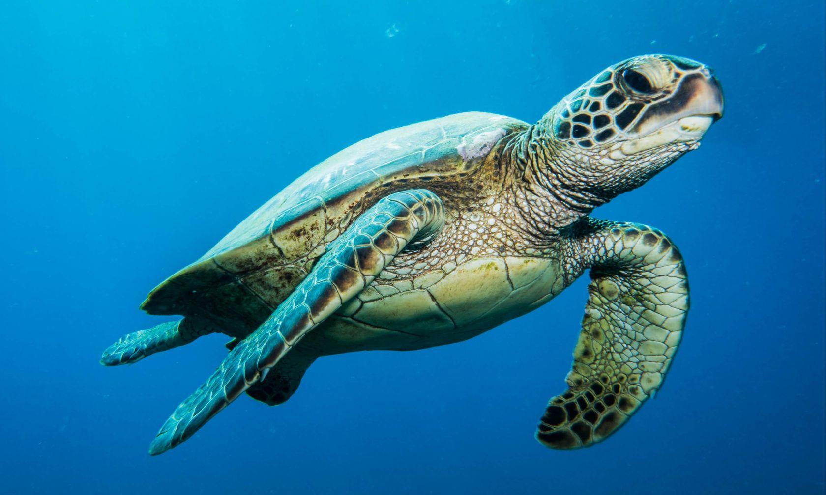 sea turtle