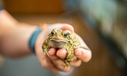 Nature Reach American toad