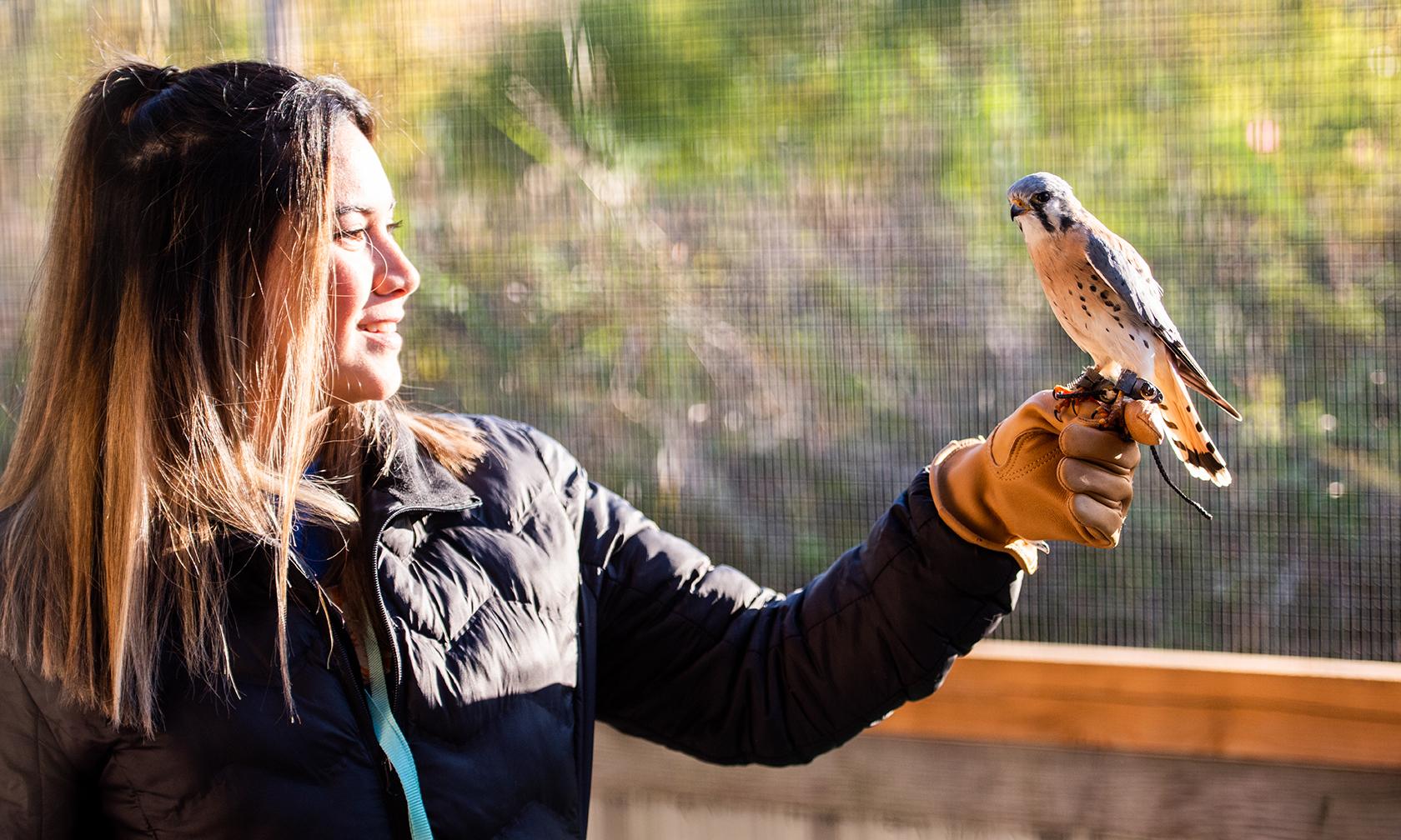 Nature Reach worker Gizelle Sisson with an American kestrel