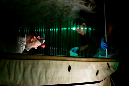 A professor doing bat research after dark