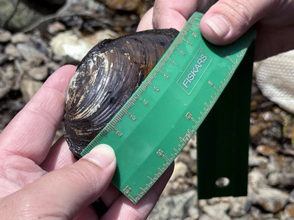student measuring mussel