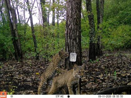 Bobcat kittens